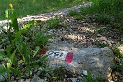 13 Bollo sent. 150 in uscita dal bosco sulla sterrata agrosilvopastorale